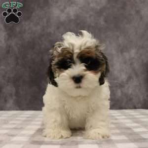 Parker, Shih-Poo Puppy
